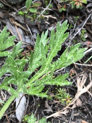 Artemisia norvegica