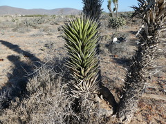 Yucca valida