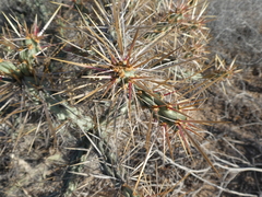 Cylindropuntia molesta molesta