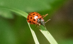 Chrysomela mainensis