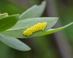 Chrysomela aeneicollis