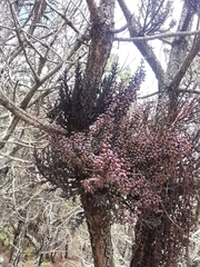 Arceuthobium vaginatum