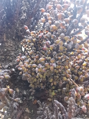 Arceuthobium vaginatum