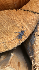 Acanthocinus obliquus