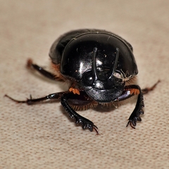 Onthophagus neostenocerus