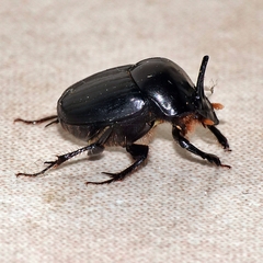 Onthophagus neostenocerus