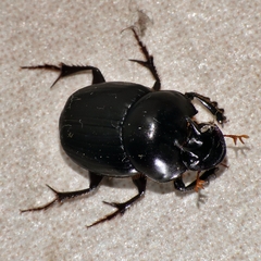 Onthophagus neostenocerus