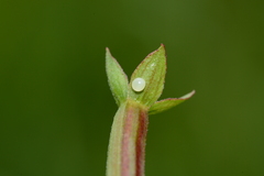 Eumorpha fasciatus
