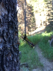 Megarhyssa nortoni