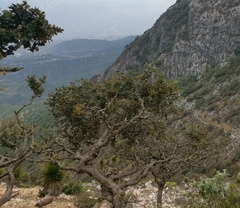 Quercus jonesii