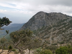 Quercus jonesii