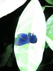 Metacharis regalis