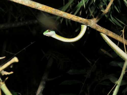 Leptophis bolivianus