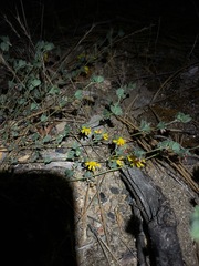 Acmispon decumbens decumbens