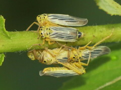 Davisonia americana