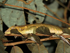 Polychrus liogaster