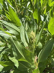 Koenigia phytolaccifolia