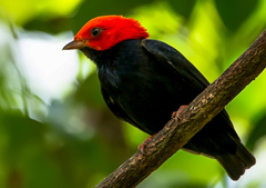 Ceratopipra rubrocapilla