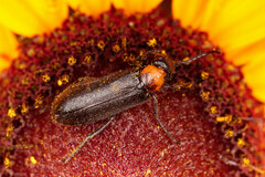 Nemognatha nemorensis