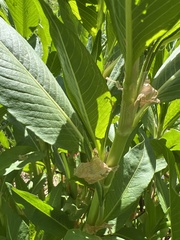 Koenigia phytolaccifolia