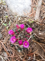 Mammillaria occulta