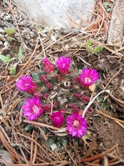 Mammillaria occulta