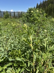 Koenigia phytolaccifolia