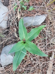 Dichromanthus aurantiacus