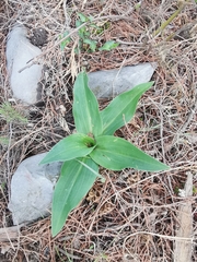 Dichromanthus aurantiacus