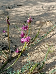 Swainsona microphylla