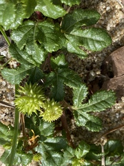 Triumfetta procumbens
