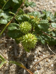 Triumfetta procumbens