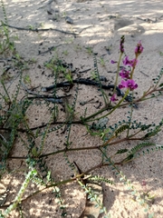 Swainsona microphylla