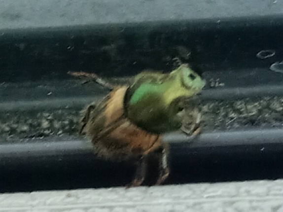 Onthophagus concinnus
