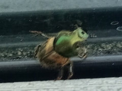 Onthophagus concinnus