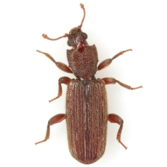Bothrideres geminatus