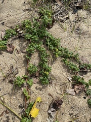 Triumfetta procumbens