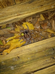 Phormictopus atrichomatus