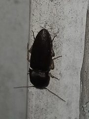 Heteroderes amplicollis