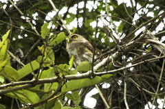 Glaucidium minutissimum
