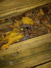 Phormictopus atrichomatus