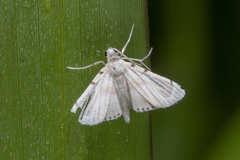 Musotiminae