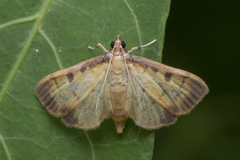 Nistra