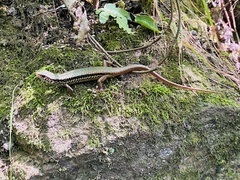 Sphenomorphus indicus