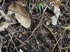 Sphenomorphus indicus