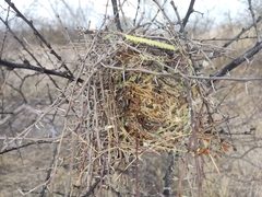 Auriparus flaviceps