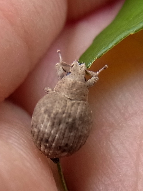 Pseudocneorhinus