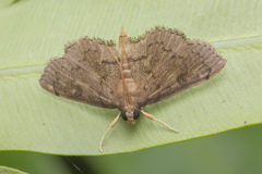 Protonoceras