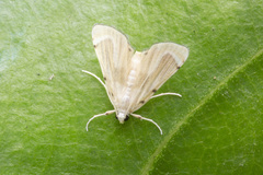 Musotiminae
