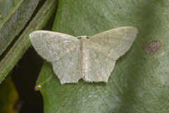 Maxates melancholica